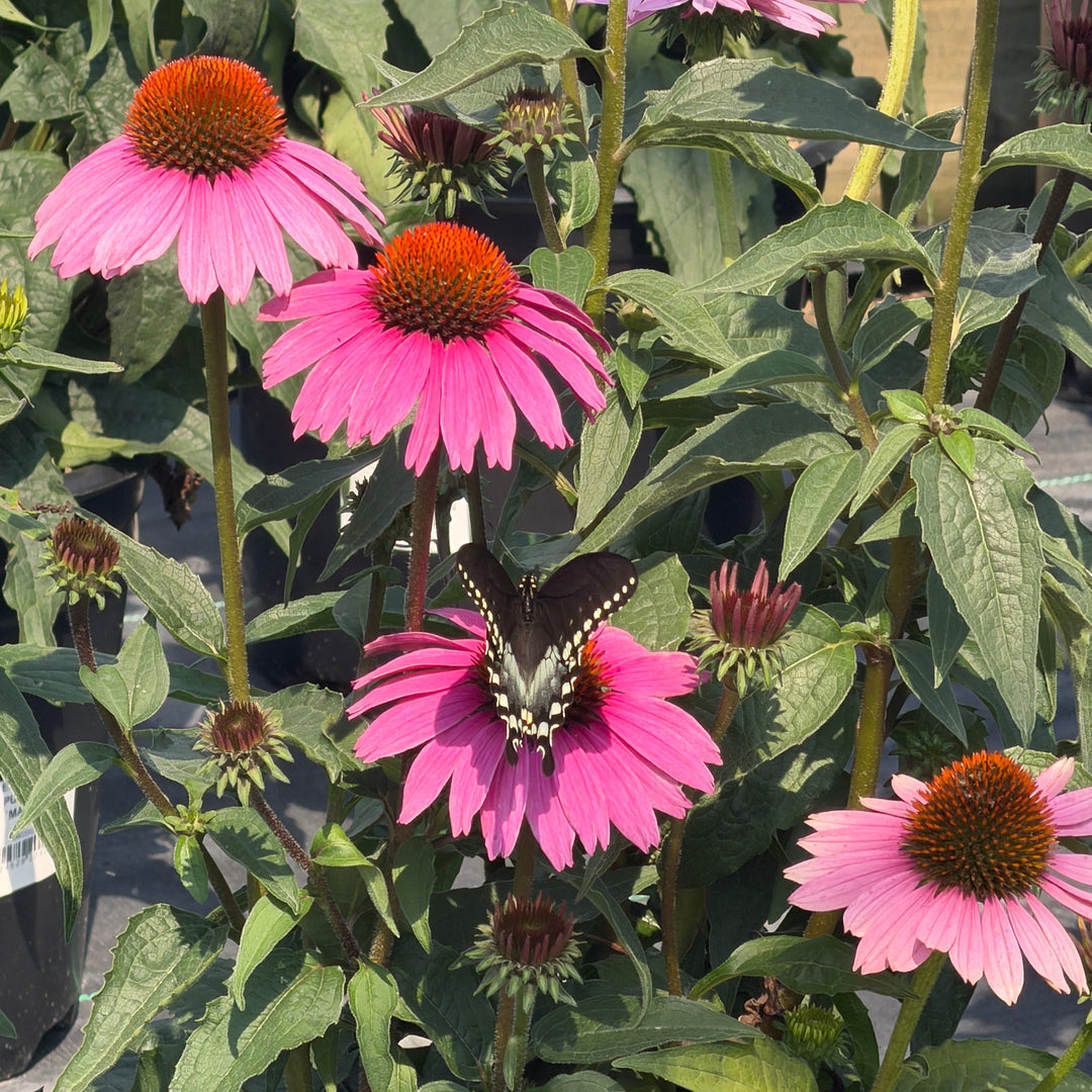 Magnus purple Coneflower |Spotswood Greenery