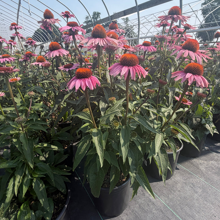 Magnus purple Coneflower |Spotswood Greenery