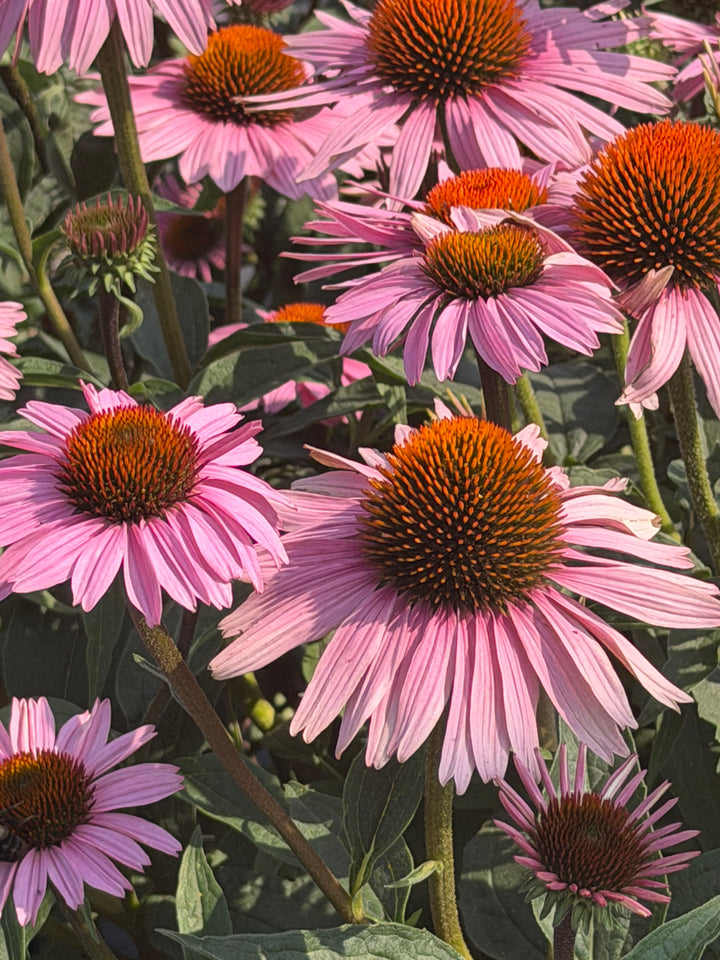 Purple Coneflower