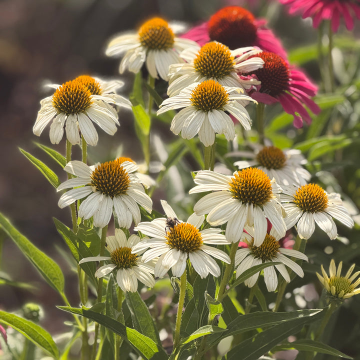 Pow Wow White Coneflower |Spotswood Greenery