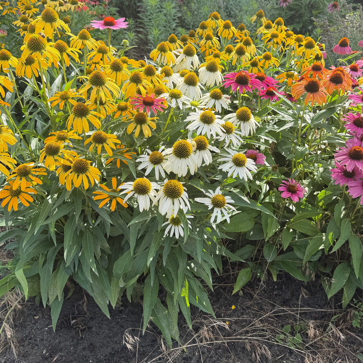 Pow Wow white and other coneflowers mixed |Spotswood Greenery