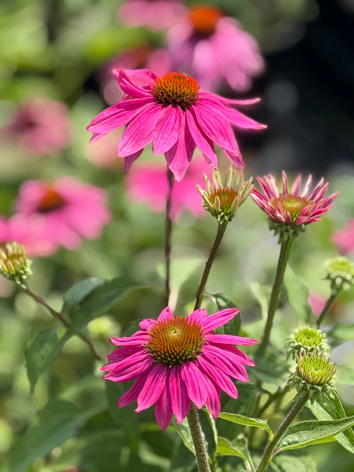 Pow Wow® Wildberry Coneflower