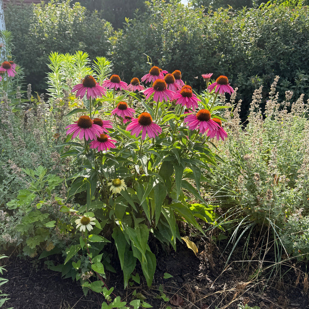 Pow Wow® Wildberry Coneflower |Spotswood Greenery