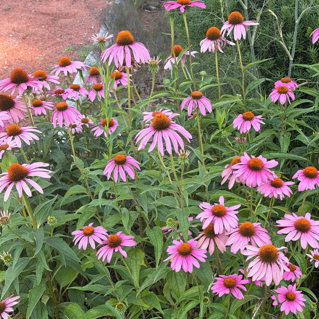 Purple Coneflower |Spotswood Greenery