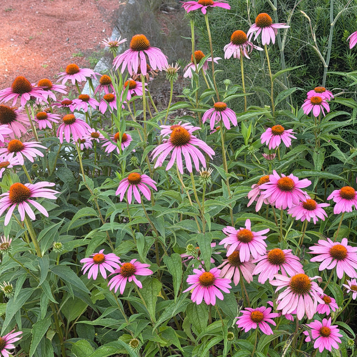 Purple Coneflower |Spotswood Greenery