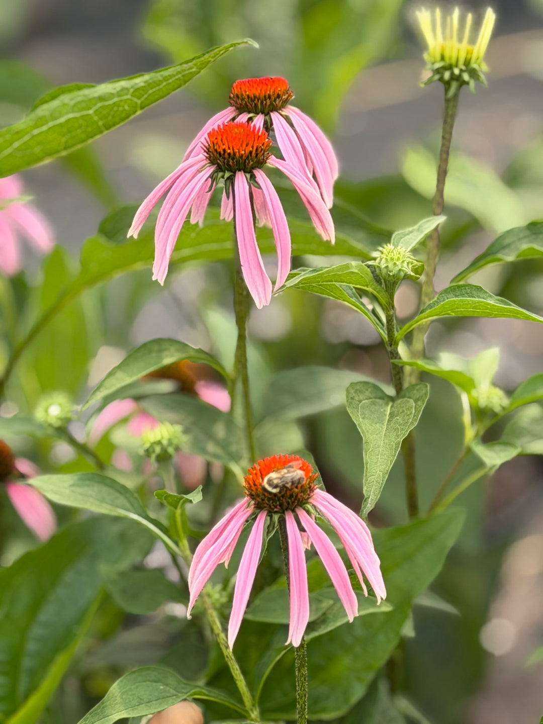 Purple Coneflower |Spotswood Greenery