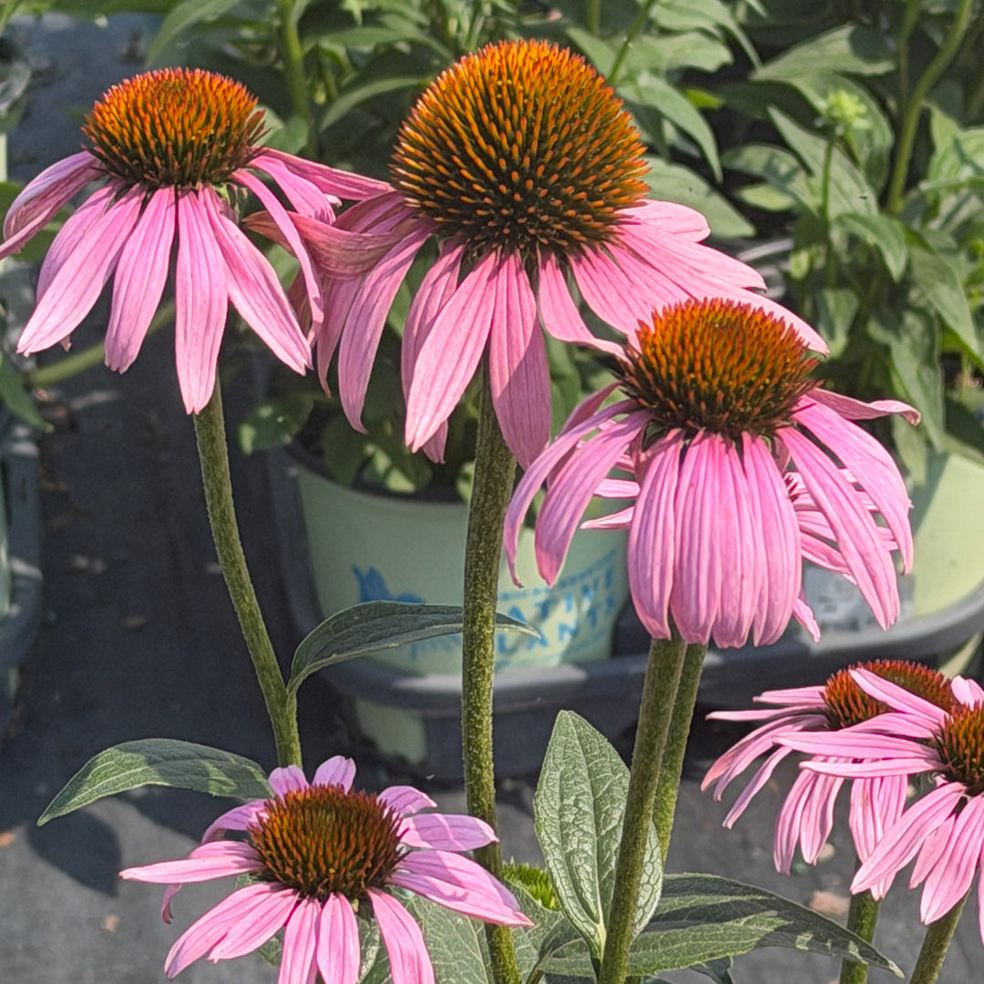 Purple Coneflower |Spotswood Greenery