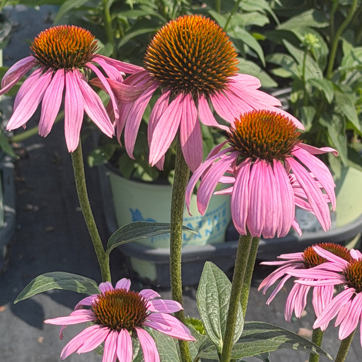 Purple Coneflower |Spotswood Greenery