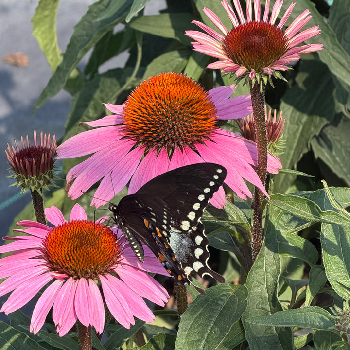 Purple Coneflower |Spotswood Greenery