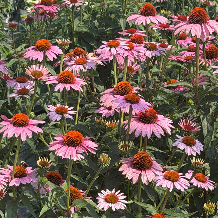 Purple Coneflower |Spotswood Greenery