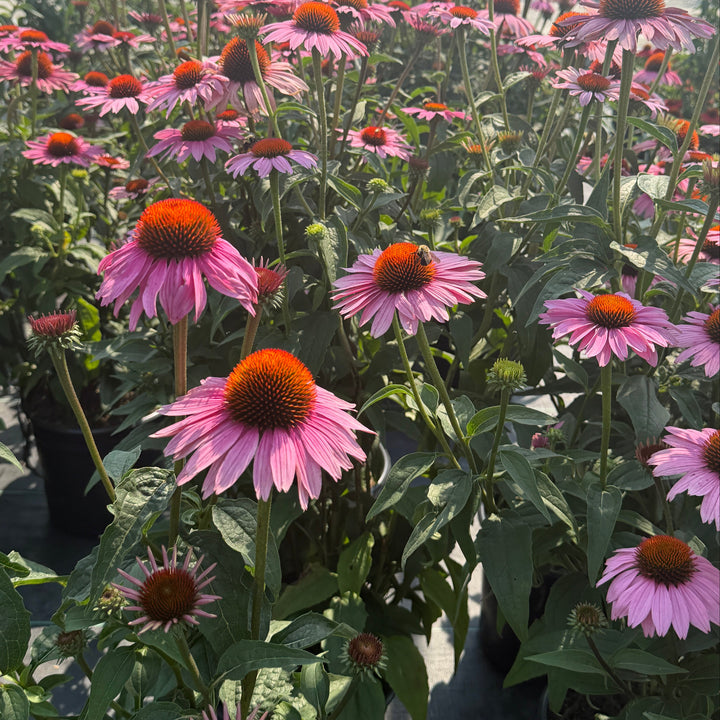 Prairie Splendor coneflower bloom |Spotswood Greenery
