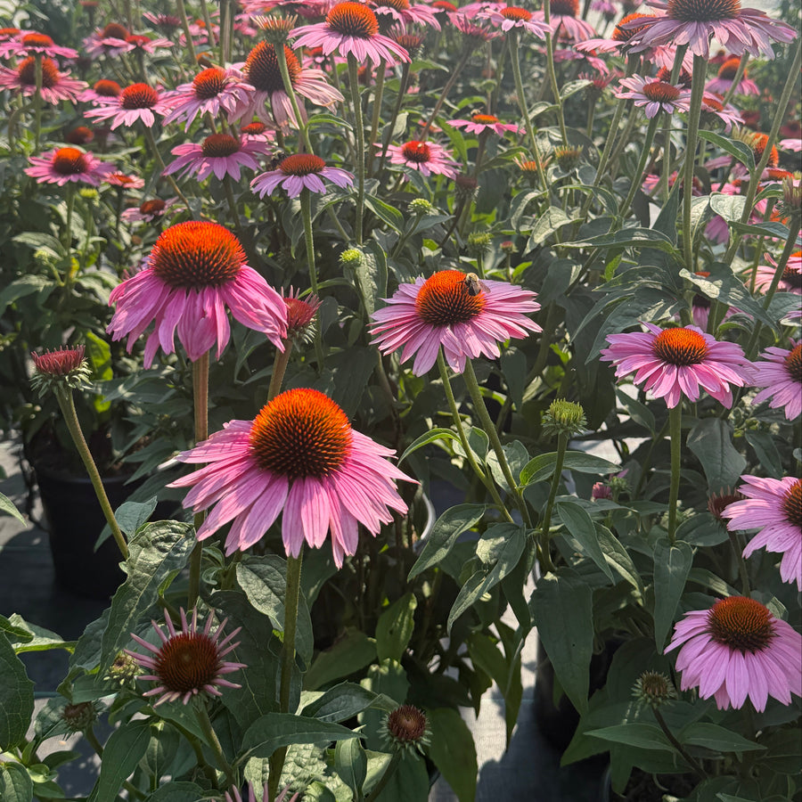 Prairie Splendor coneflower bloom |Spotswood Greenery