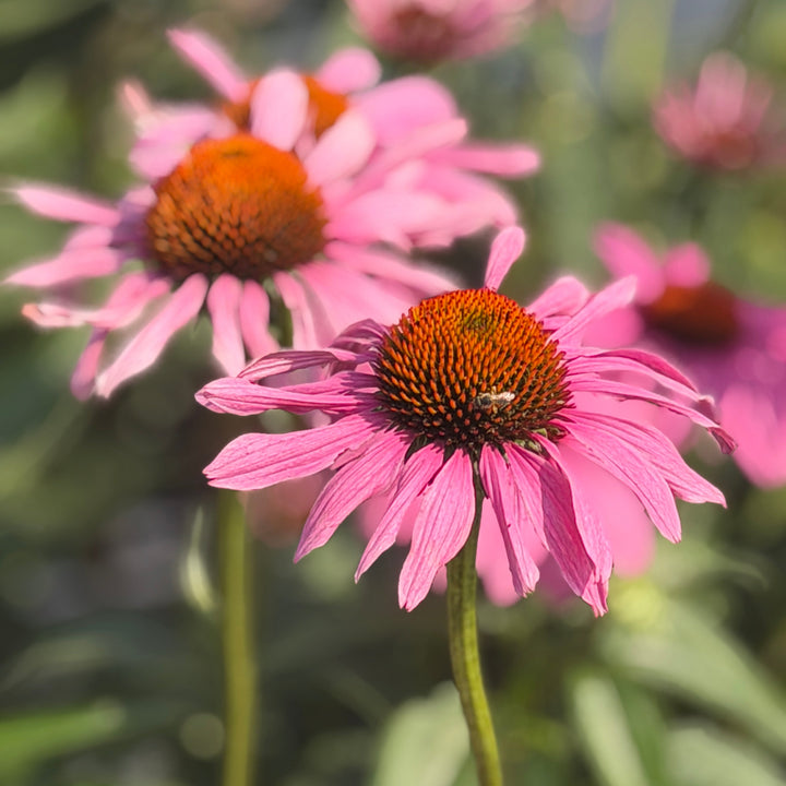 Prairie Splendor coneflower bloom |Spotswood Greenery