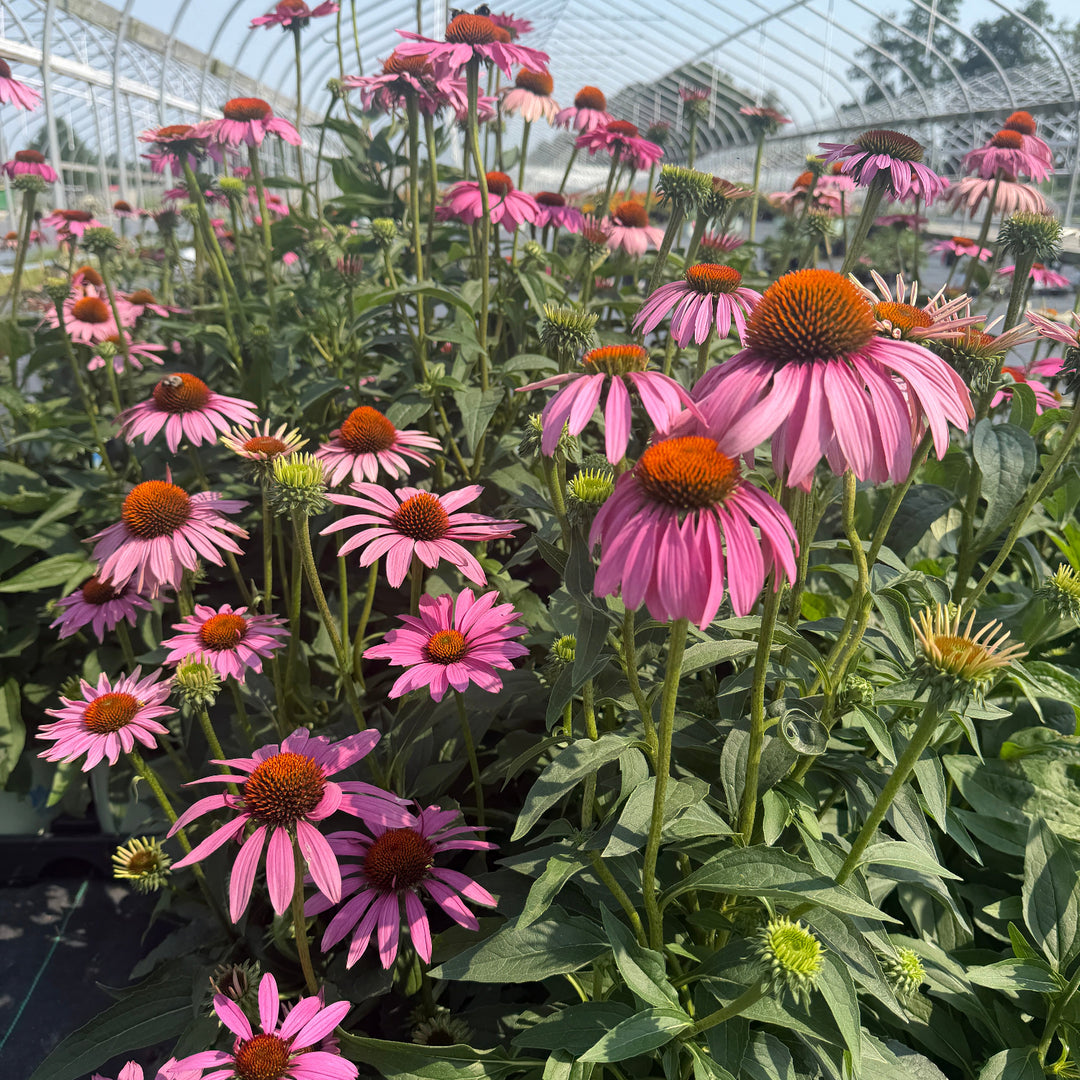 asclepias-tuberosa-butterfly-milkweed |Spotswood Greenery