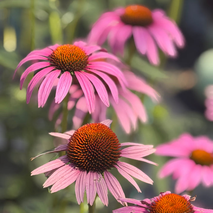 Ruby Star Coneflower |Spotswood Greenery
