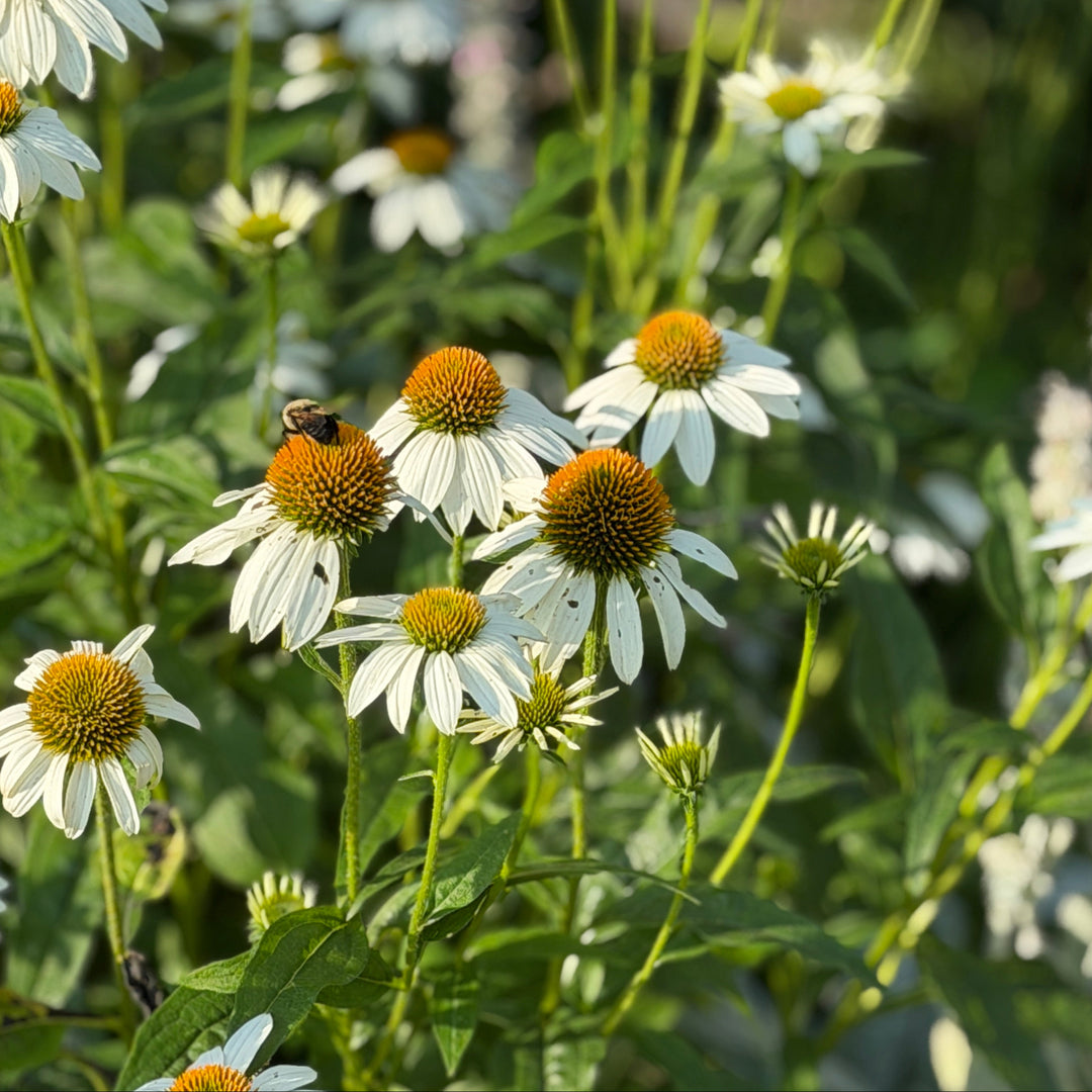 White Swan Coneflower |Spotswood Greenery