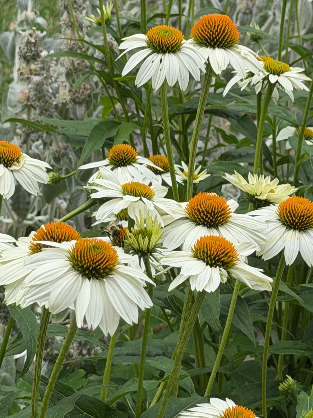 White Swan Coneflower |Spotswood Greenery
