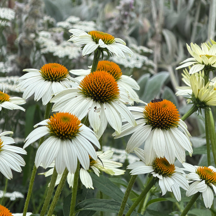 White Swan Coneflower |Spotswood Greenery