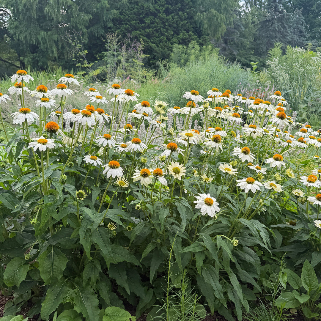 White Swan Coneflower |Spotswood Greenery