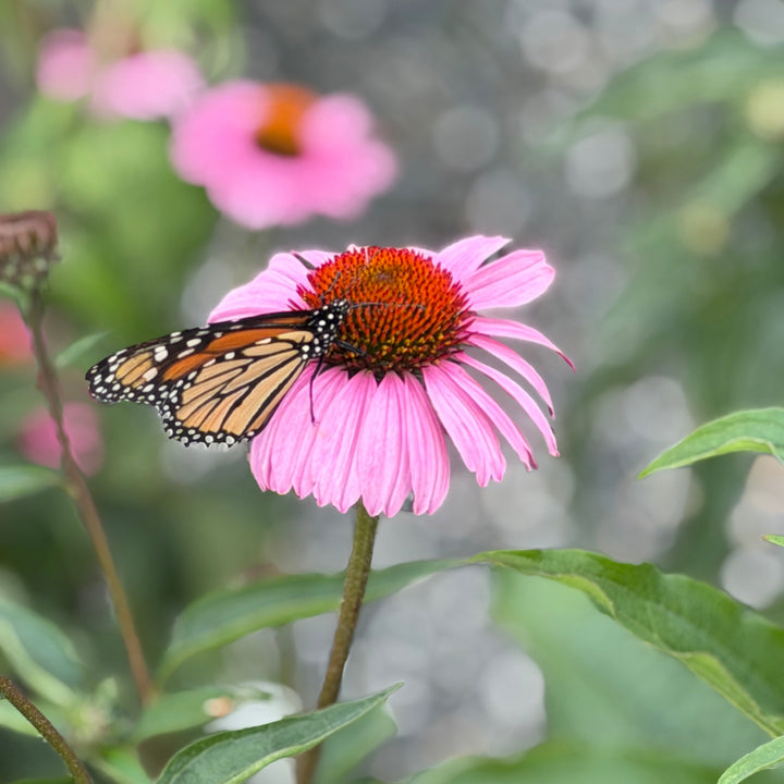 coneflower with monarch |Spotswood Greenery