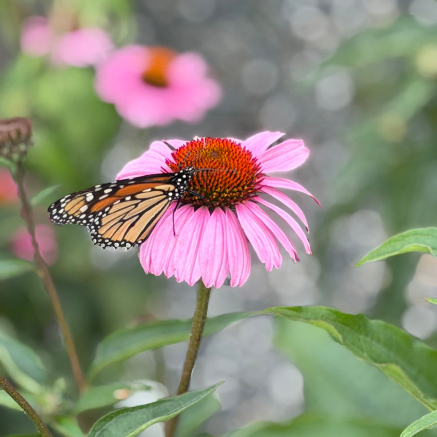coneflower with monarch |Spotswood Greenery
