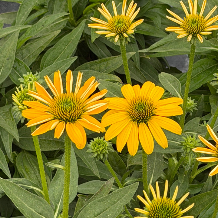 sombrero lemon yellow coneflower|Spotswood Greenery