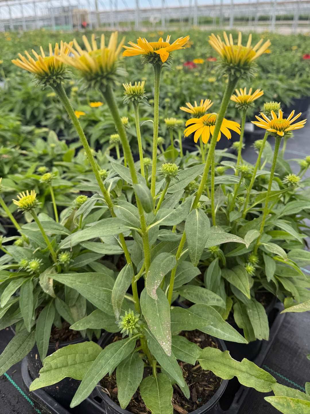 sombrero lemon yellow coneflower|Spotswood Greenery