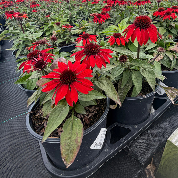 Sombrero® Sangrita Sombrero® Coneflower|Spotswood Greenery