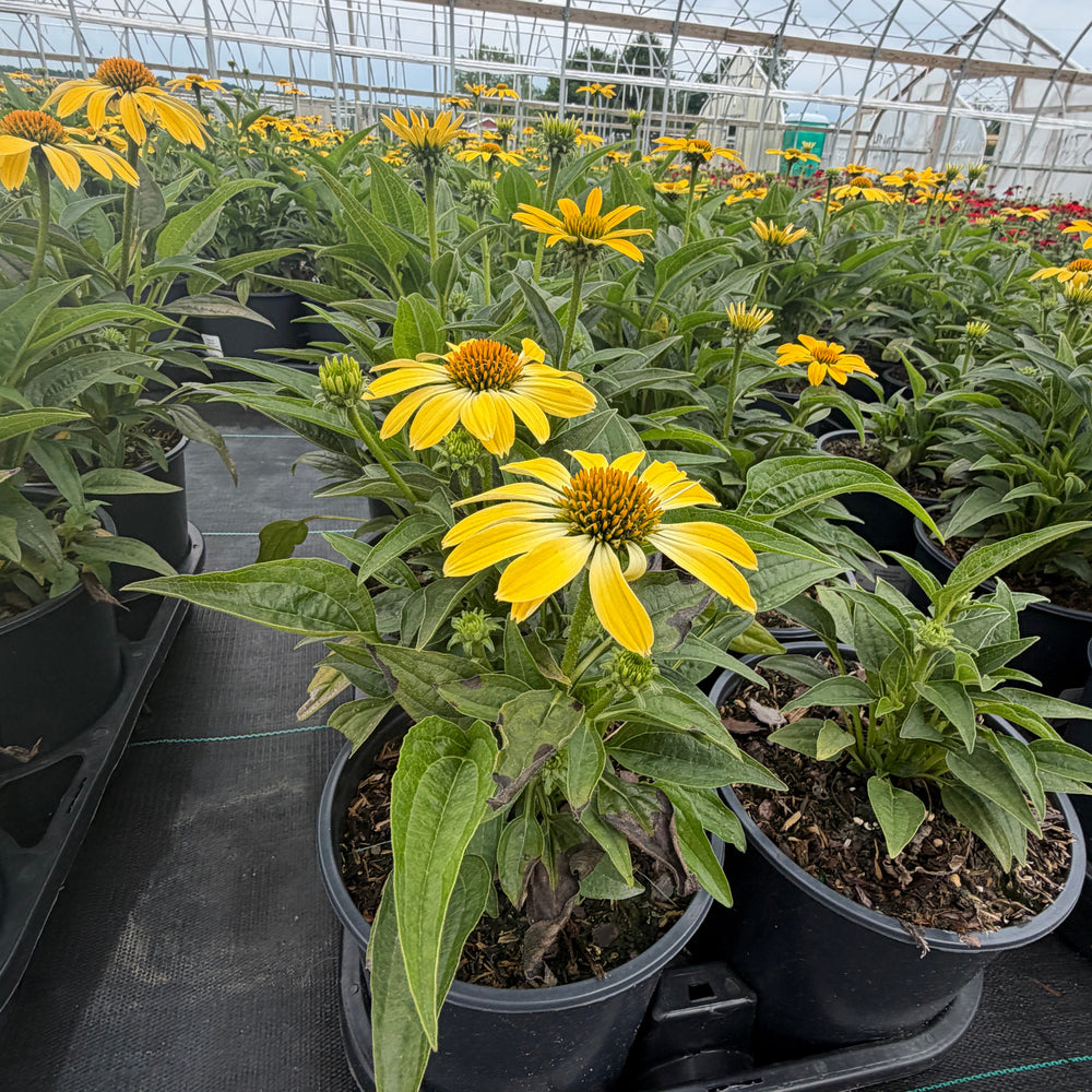 Sombrero® Summer Solstice Coneflower |Spotswood Greenery