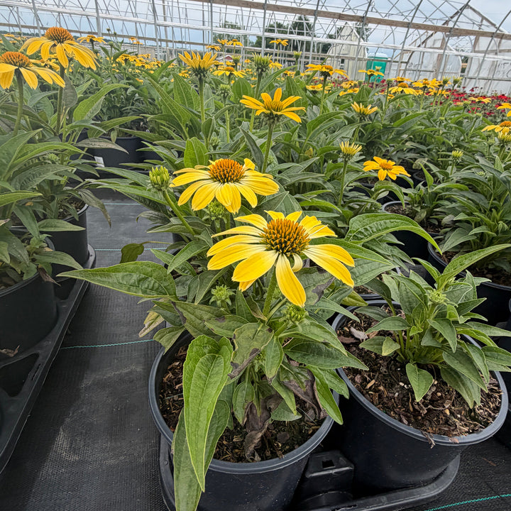Sombrero® Summer Solstice Coneflower |Spotswood Greenery