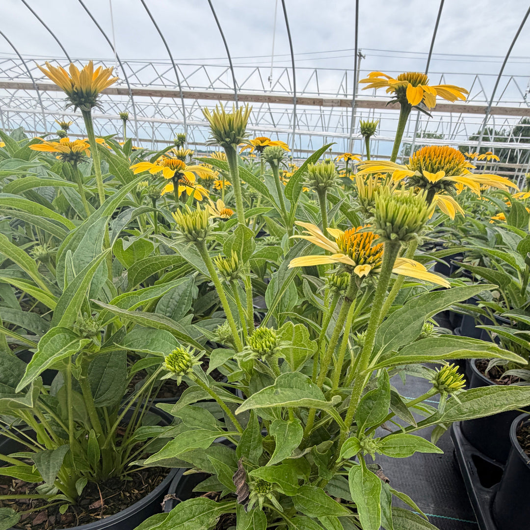 Sombrero® Summer Solstice Coneflower |Spotswood Greenery