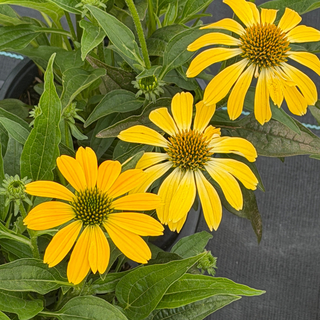 Sombrero® Summer Solstice Coneflower |Spotswood Greenery