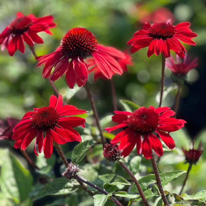 Panama Red Coneflower |Spotswood Greenery
