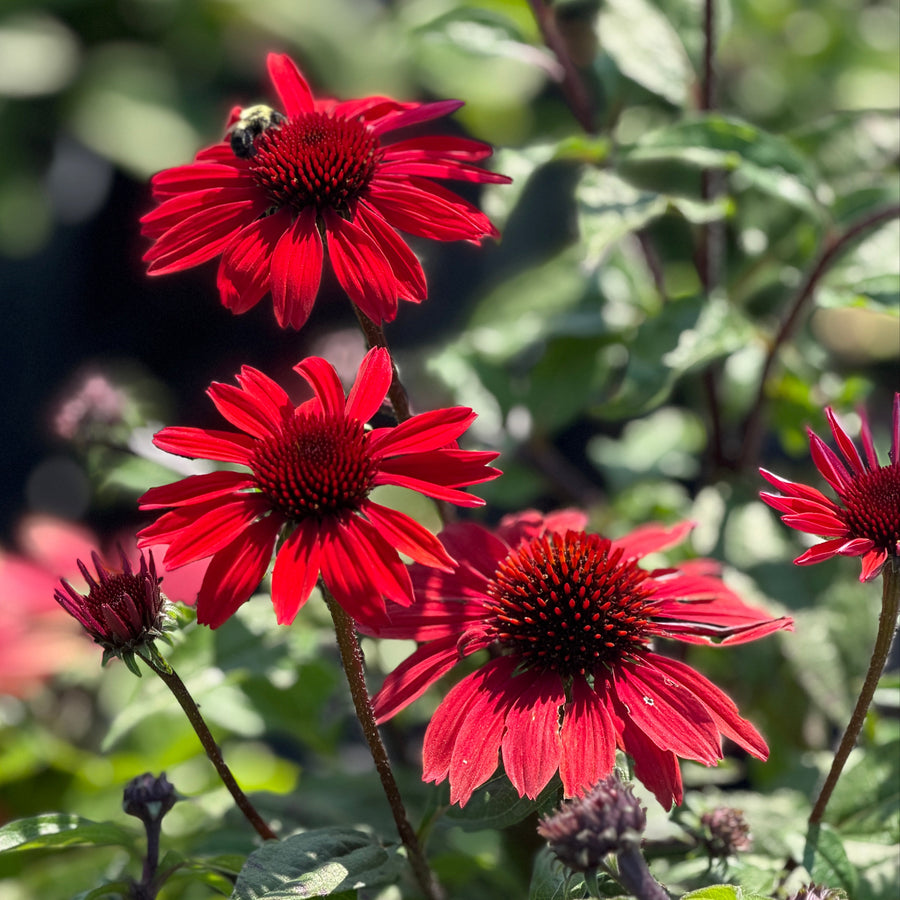 Panama Red Coneflower |Spotswood Greenery