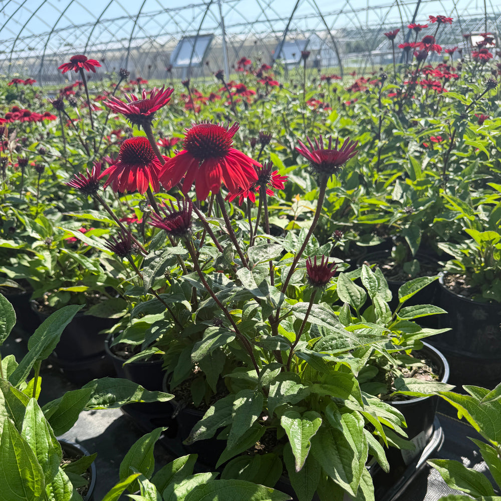 Panama Red Coneflower |Spotswood Greenery