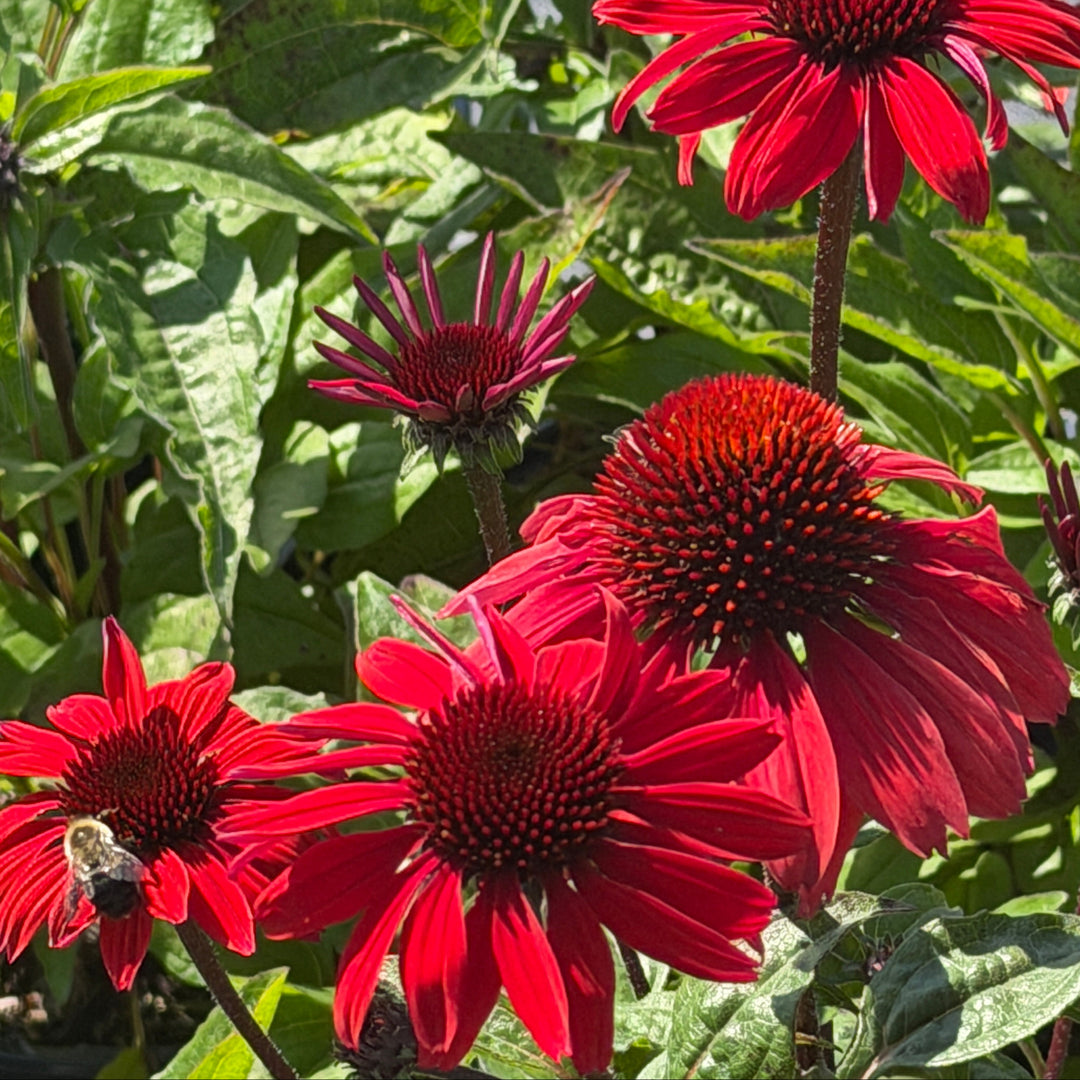 Panama Red Coneflower |Spotswood Greenery