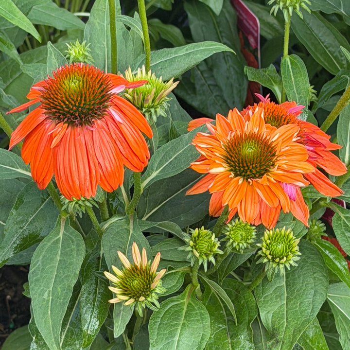 Sombrero® Fiesta Orange Coneflower |Spotswood Greenery