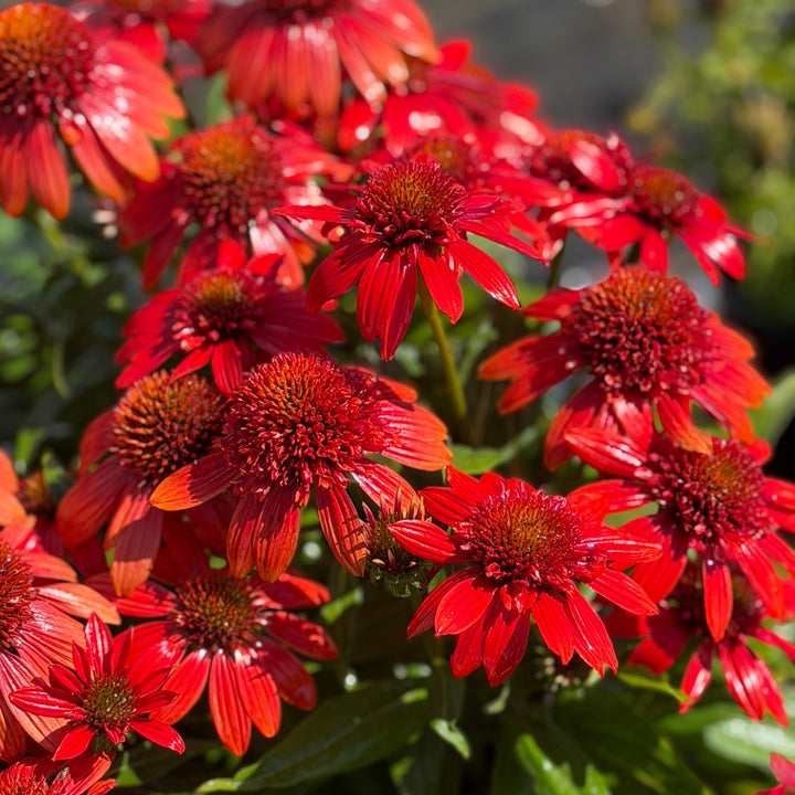 Sombrero® Fiesta Orange Coneflower |Spotswood Greenery
