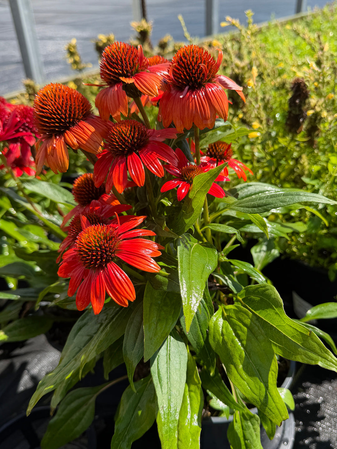 Sombrero® Fiesta Orange Coneflower |Spotswood Greenery