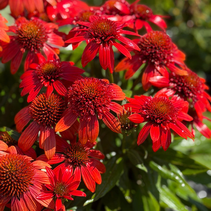 Sombrero® Fiesta Orange Coneflower |Spotswood Greenery