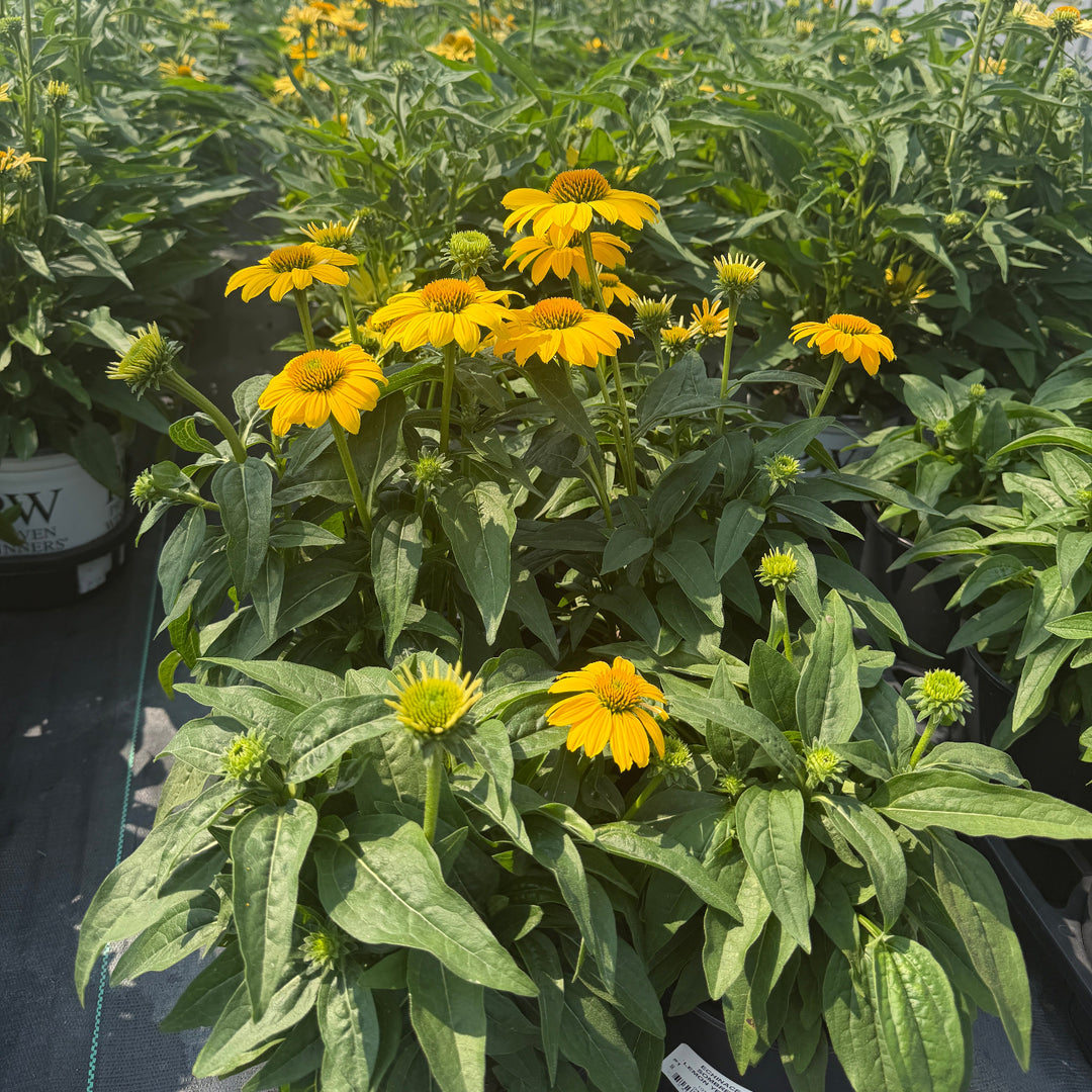 sombrero lemon yellow coneflower|Spotswood Greenery