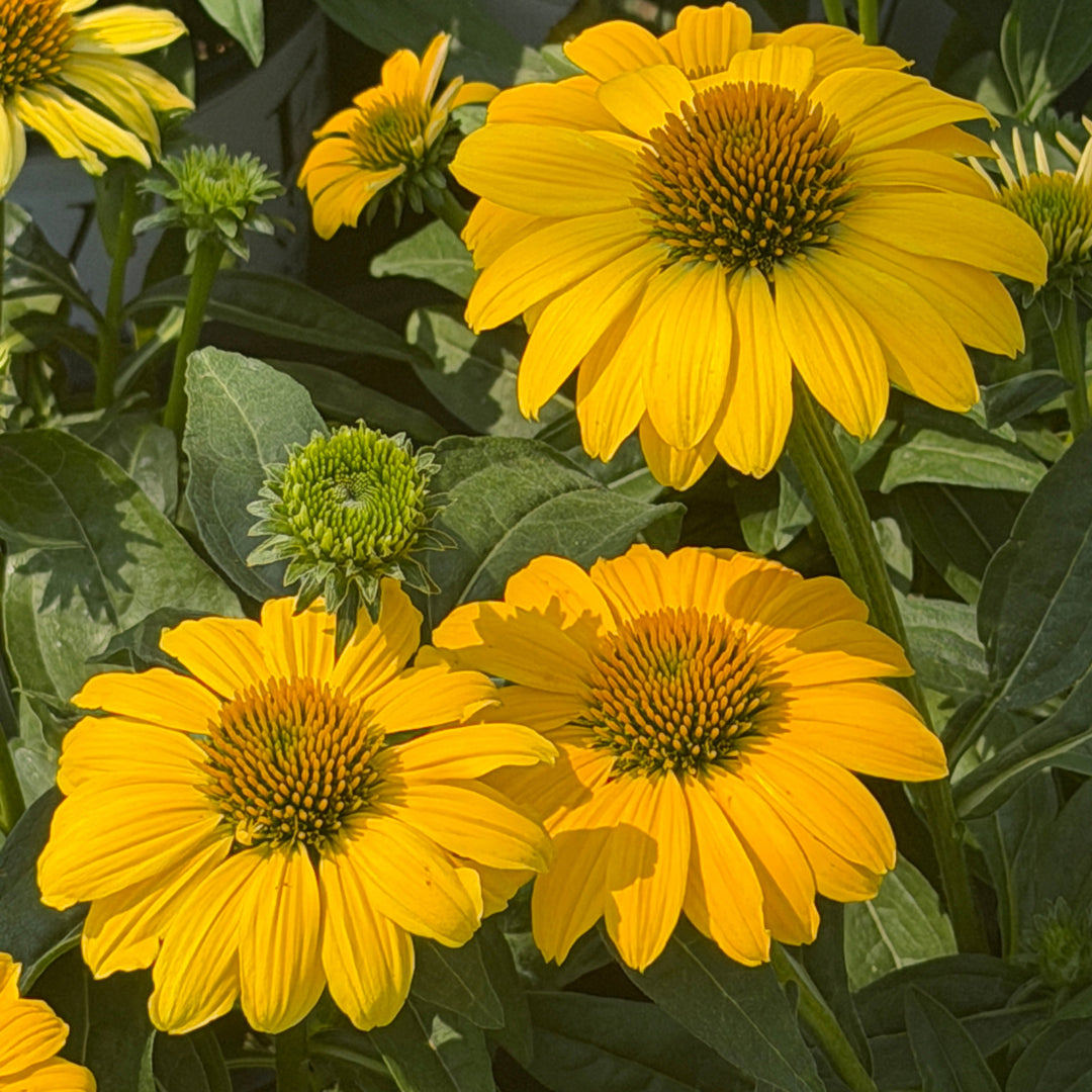 sombrero lemon yellow coneflower|Spotswood Greenery