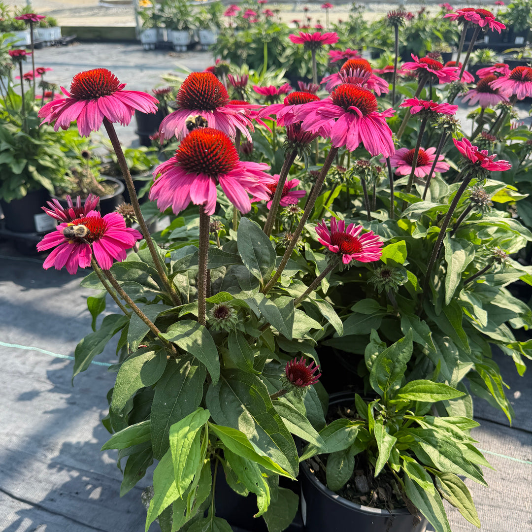 Sombrero® Rosada Coneflower |Spotswood Greenery