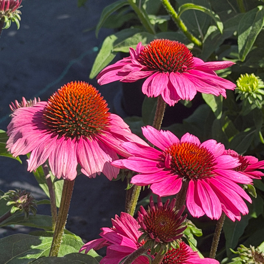 Sombrero® Rosada Coneflower |Spotswood Greenery