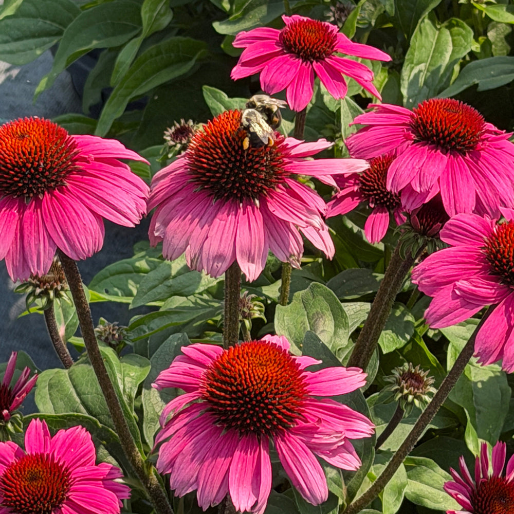 Sombrero® Rosada Coneflower |Spotswood Greenery