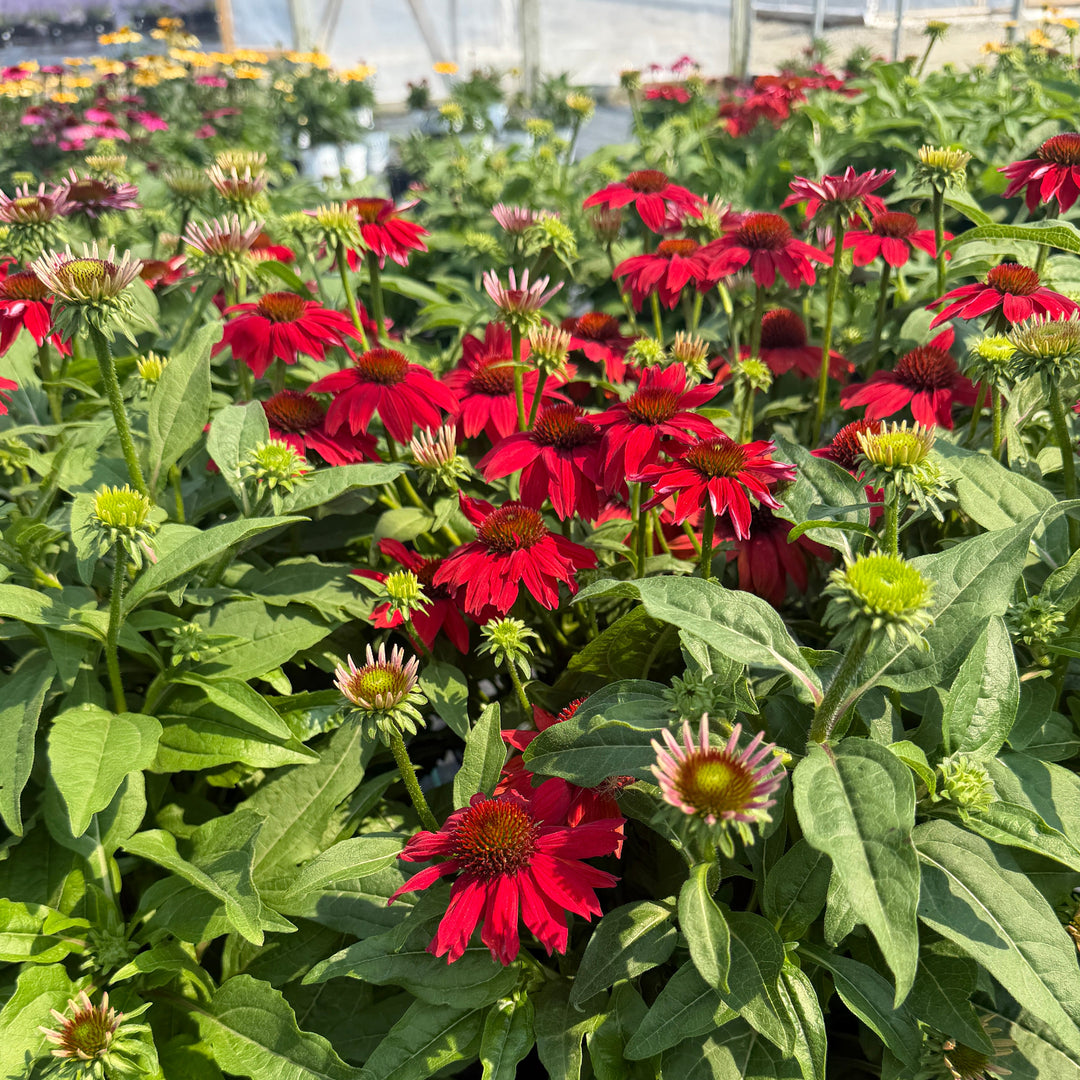 Sombrero Salsa Red Coneflower |Spotswood Greenery