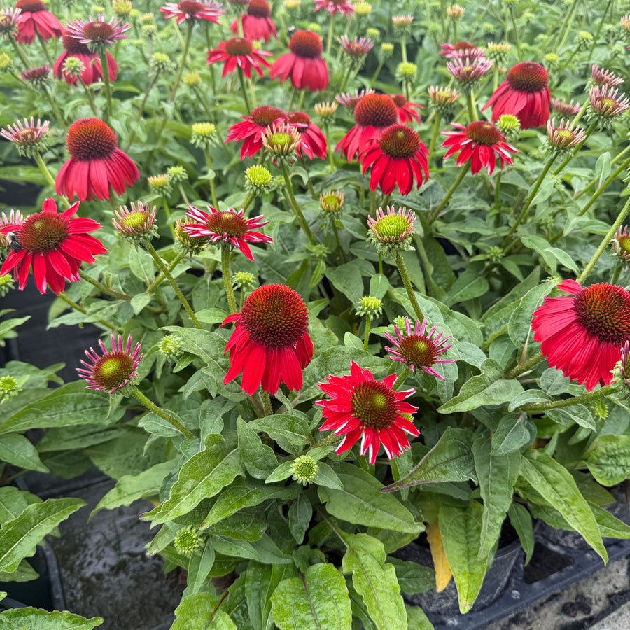 Sombrero® Salsa Red Coneflower. |Spotswood Greenery