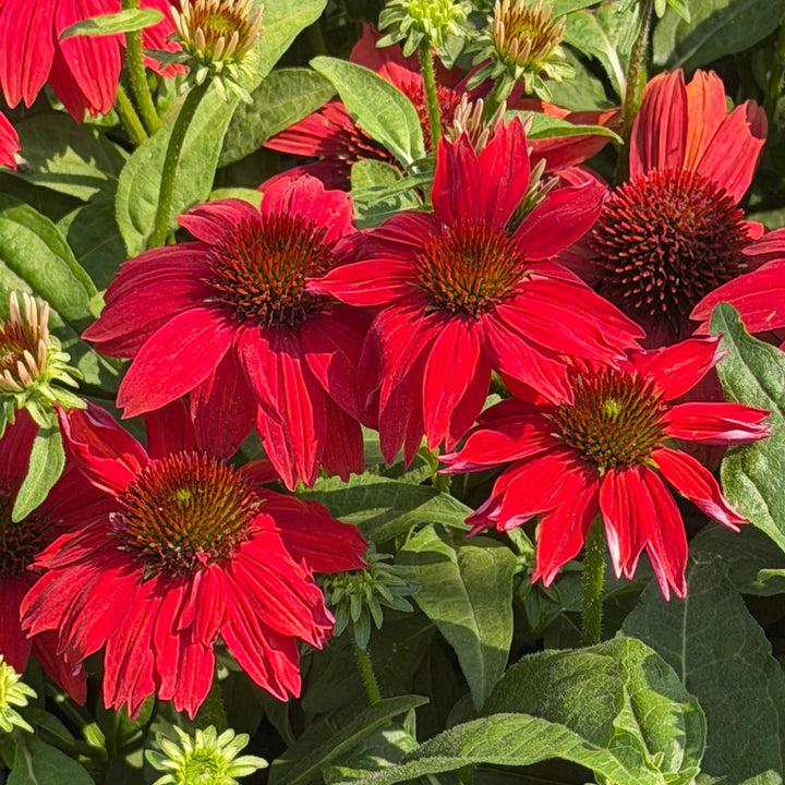 Sombrero Salsa Red Coneflower |Spotswood Greenery