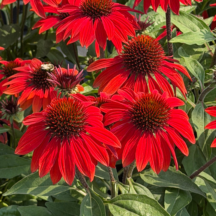 echinacea sombrero sangrita|Spotswood Greenery