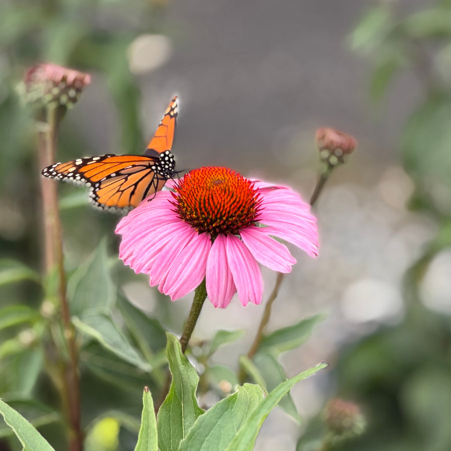 Vintage fuchsia coneflower |Spotswood Greenery